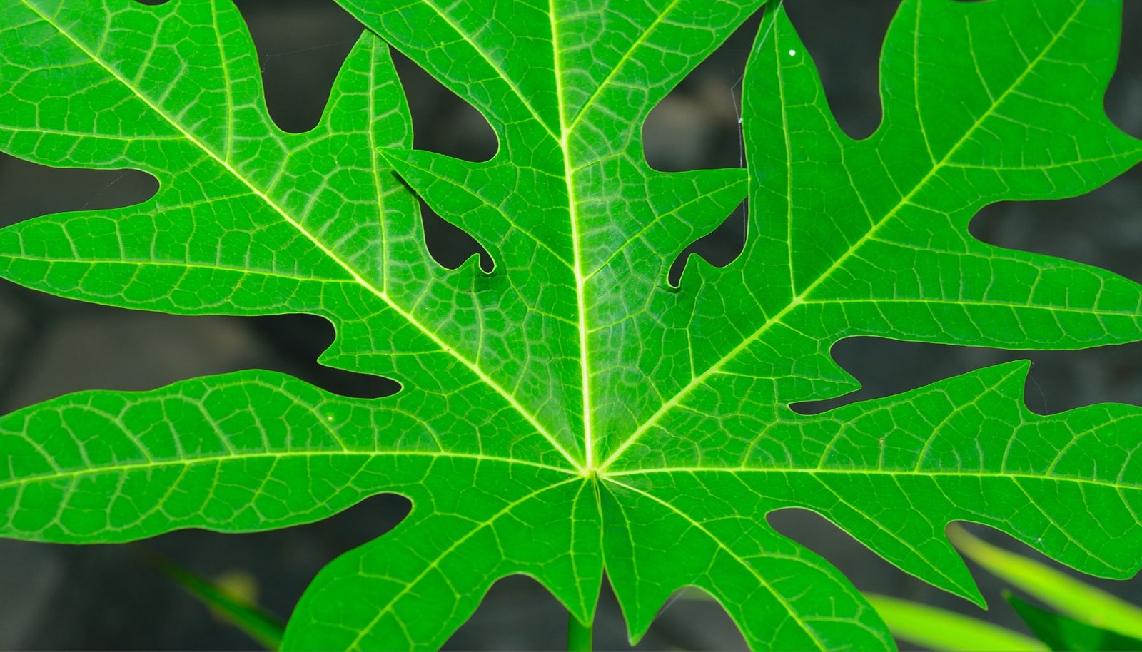 Mitos Sabun Daun Pepaya Menghilangkan Bau Badan